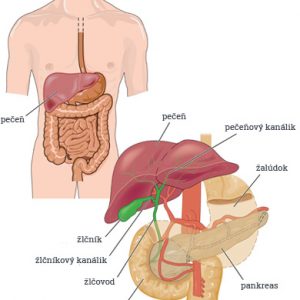Pečeň a jej ochorenia